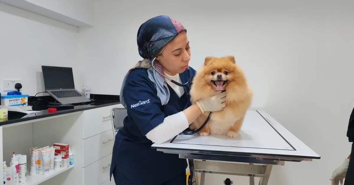 Buy Keep Pets Healthy With An… in Sharjah & N. Emirates | Dubai Trades Now at Special Price in DubaiTrades.com 3 Keep Pets Healthy With An… in Sharjah & N. Emirates | Dubai Trades Miscellaneous Shop Online at Special Price from Dubai Trades 3