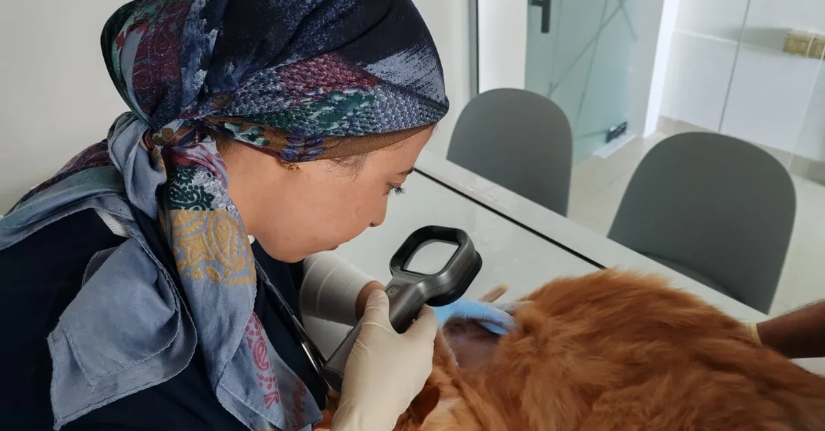 Buy Keep Pets Healthy With An… in Sharjah & N. Emirates | Dubai Trades Now at Special Price in DubaiTrades.com 4 Keep Pets Healthy With An… in Sharjah & N. Emirates | Dubai Trades Miscellaneous Shop Online at Special Price from Dubai Trades 4