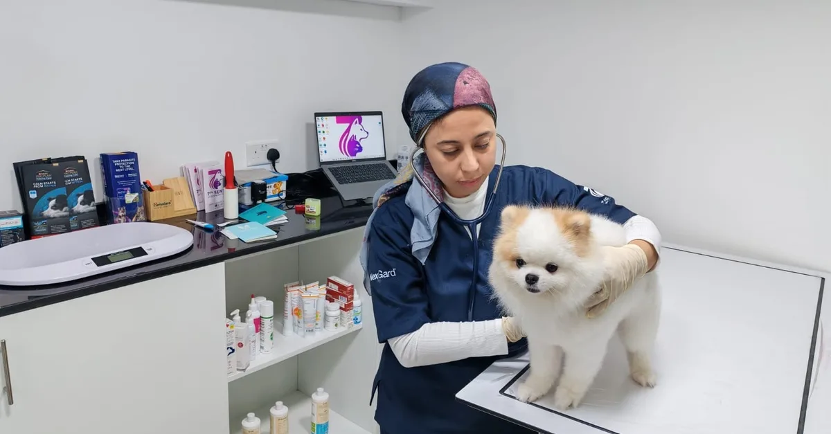 Buy Keep Pets Healthy With An… in Sharjah & N. Emirates | Dubai Trades Now at Special Price in DubaiTrades.com 5 Keep Pets Healthy With An… in Sharjah & N. Emirates | Dubai Trades Miscellaneous Shop Online at Special Price from Dubai Trades 5