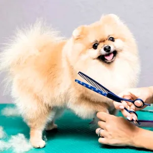 Milo Paw Pets Grooming Offers… in Dubai | Dubai Trades Miscellaneous Shop Online at Special Price from Dubai Trades