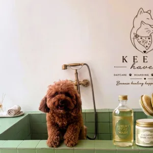 Pet Grooming For Cats & Dogs:… in Dubai | Dubai Trades Miscellaneous Shop Online at Special Price from Dubai Trades
