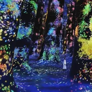 TeamLab Phenomena Abu Dhabi – Museums Museums Shop Online at Special Price from Dubai Trades