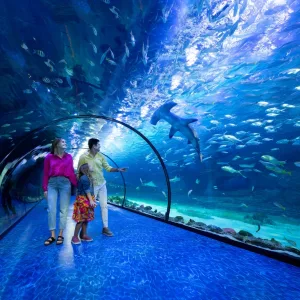 The National Aquarium Abu Dhabi – Experiences Experiences Shop Online at Special Price from Dubai Trades