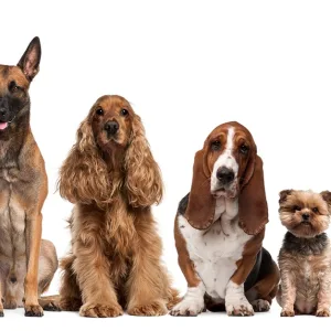 Up To 0% Off On At Al Raha Veterinary Clinic in Abu Dhabi | Dubai Trades Miscellaneous Shop Online at Special Price from Dubai Trades