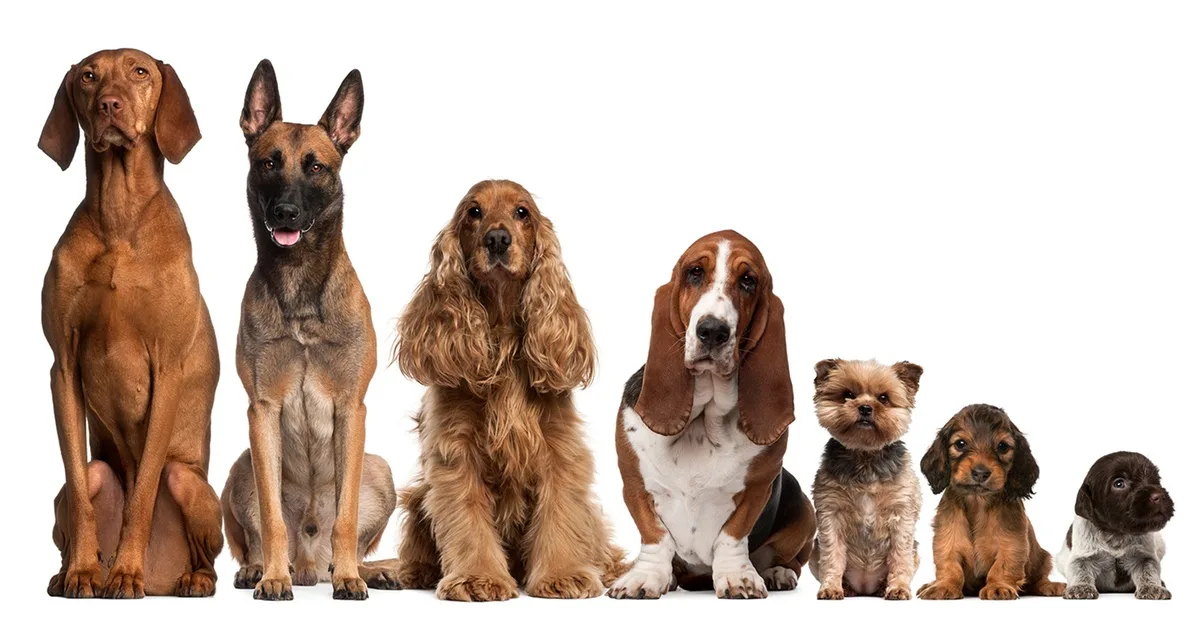 Buy Up To 0% Off On At Al Raha Veterinary Clinic in Abu Dhabi | Dubai Trades Now at Special Price in DubaiTrades.com 2 Up To 0% Off On At Al Raha Veterinary Clinic in Abu Dhabi | Dubai Trades Miscellaneous Shop Online at Special Price from Dubai Trades 2