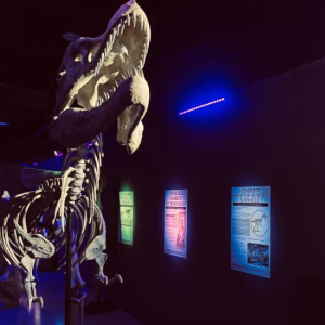 Dinosaurs: The Immersive Odyssey in Dubai Museums & Exhibitions Shop Online at Special Price from Dubai Trades